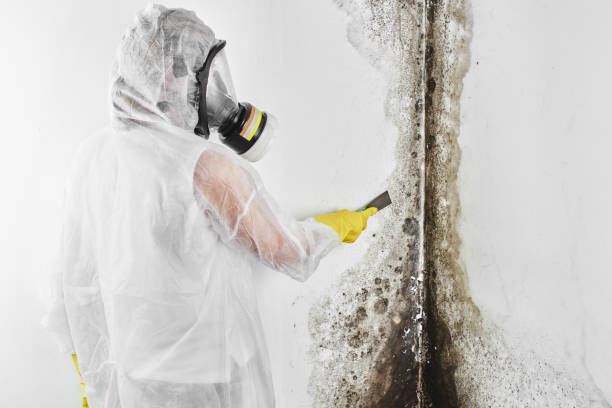 Best Crawl Space Mold Removal  in Jackson, LA