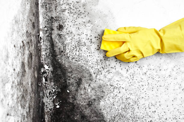 Water Damage Restoration in Jackson, LA