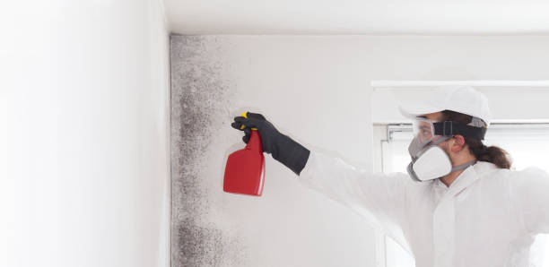 Best Residential Mold Removal  in Jackson, LA