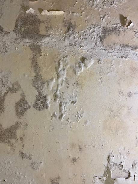 Best Mold Testing and Removal  in Jackson, LA