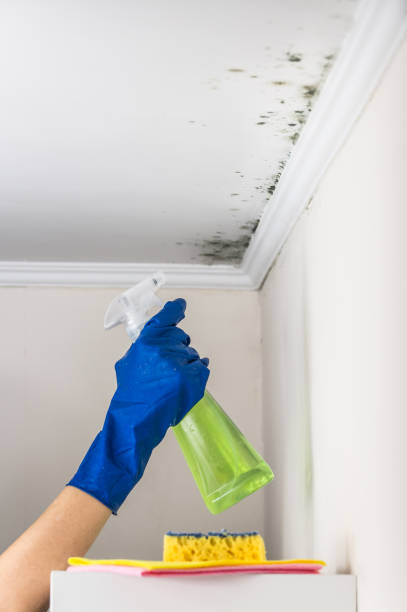 Mold Testing and Removal in Jackson, LA